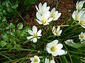 Zephyranthes white_3 